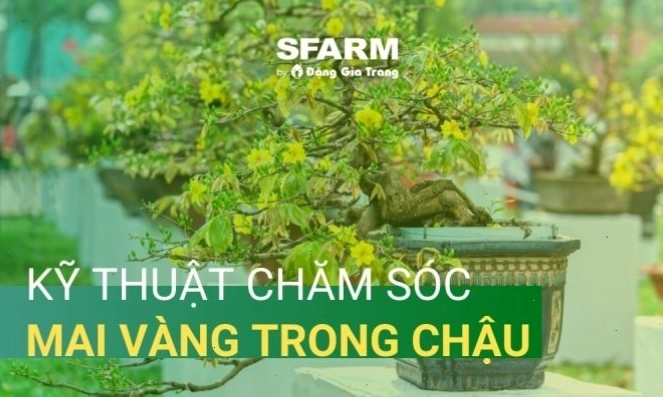Kỹ thuật chăm sóc mai vàng trong chậu sau khi uốn