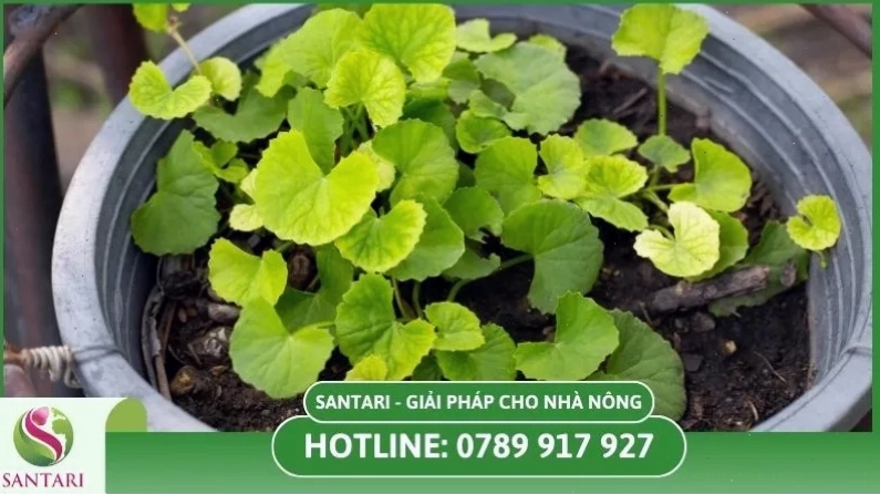 Kỹ thuật chăm sóc rau má trên ruộng bao gồm tưới nước và bón phân