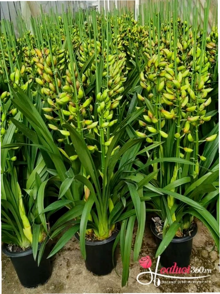 Kỹ thuật kích thích hoa địa lan nở đúng dịp Tết