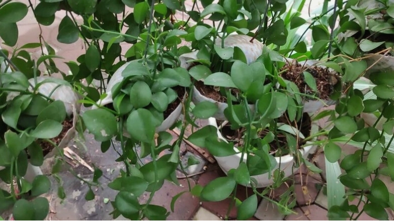 Kỹ thuật tách bụi cây lan đô la