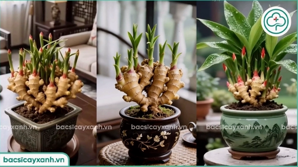 Kỹ thuật tạo hình cho cây gừng bonsai độc đáo