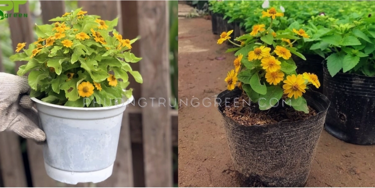 Kỹ thuật trồng cây cúc mặt trời con