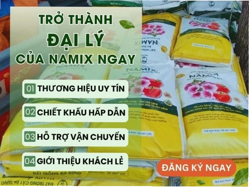 Kỹ thuật trồng cây Phát Tài trong đất đúng cách