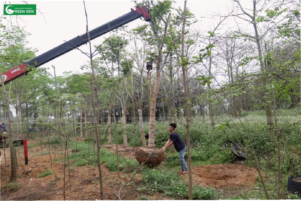 Kỹ thuật trồng cây xanh đúng cách đảm bảo sự phát triển khỏe mạnh