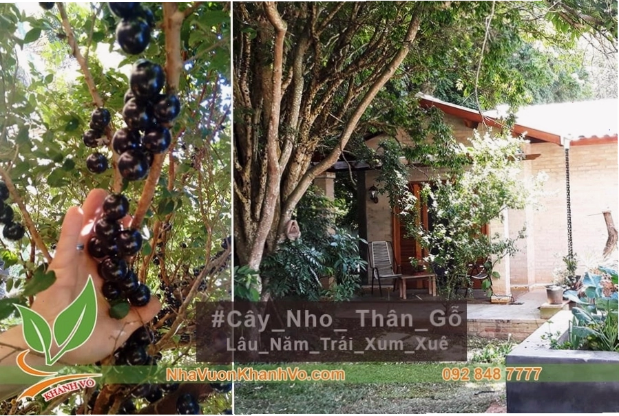 Kỹ thuật trồng nho thân gỗ trong chậu đòi hỏi sự tỉ mỉ và chăm sóc cẩn thận
