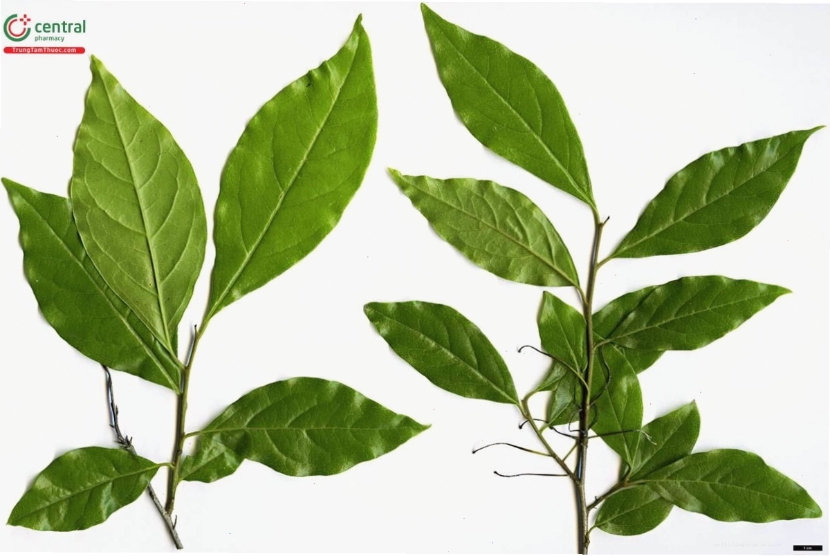 Lá cây hồng đá có màu xanh mướt