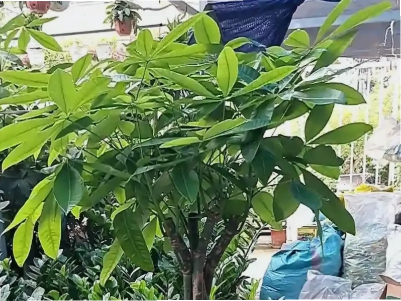 Lá cây kim ngân xanh tốt, bóng mượt