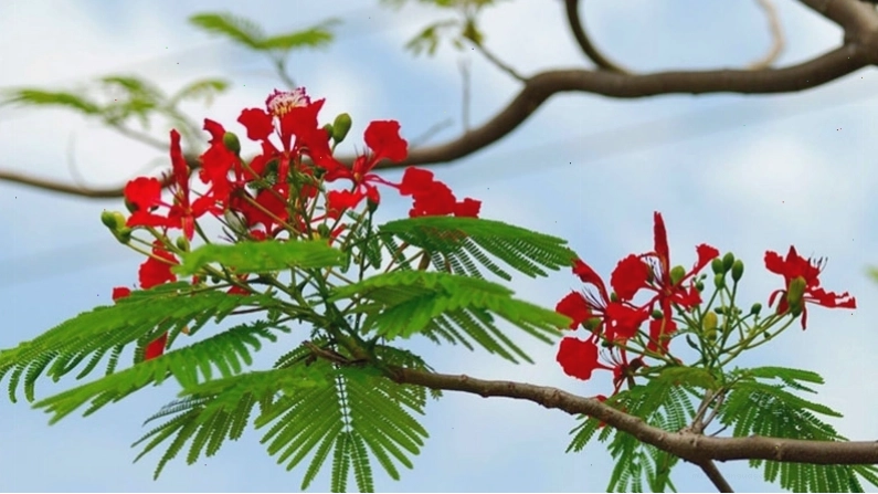 Lá cây mọc thành chùm trông giống đuôi chim phượng