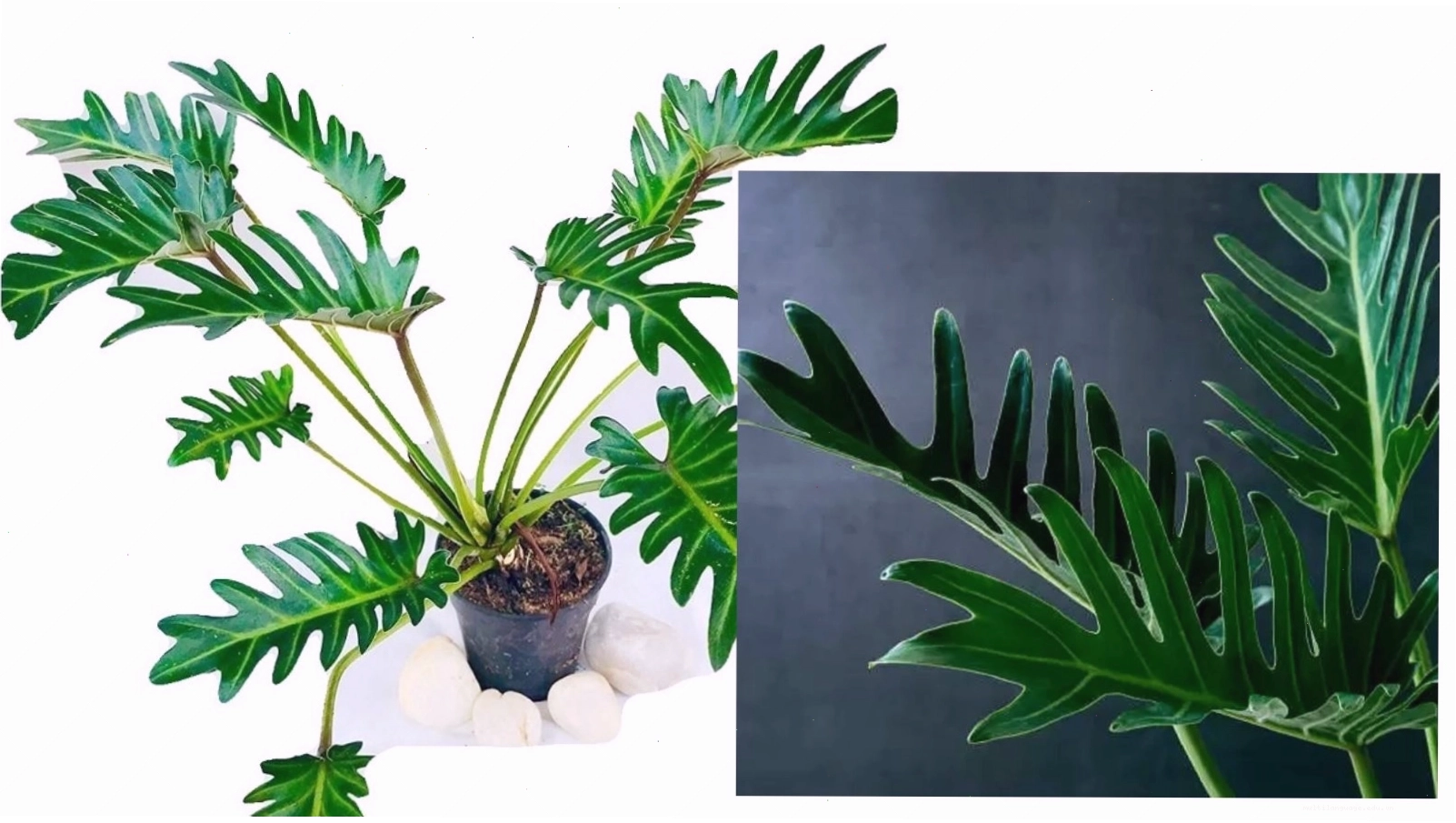 Lá cây Trầu Bà Chân Vịt có hình dáng xẻ thùy độc đáo