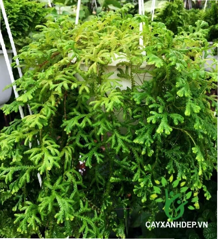 Lá cây Tùng Rêu với màu sắc đặc trưng