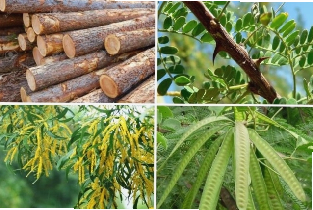 Lá, hoa, trái và thân của cây keo