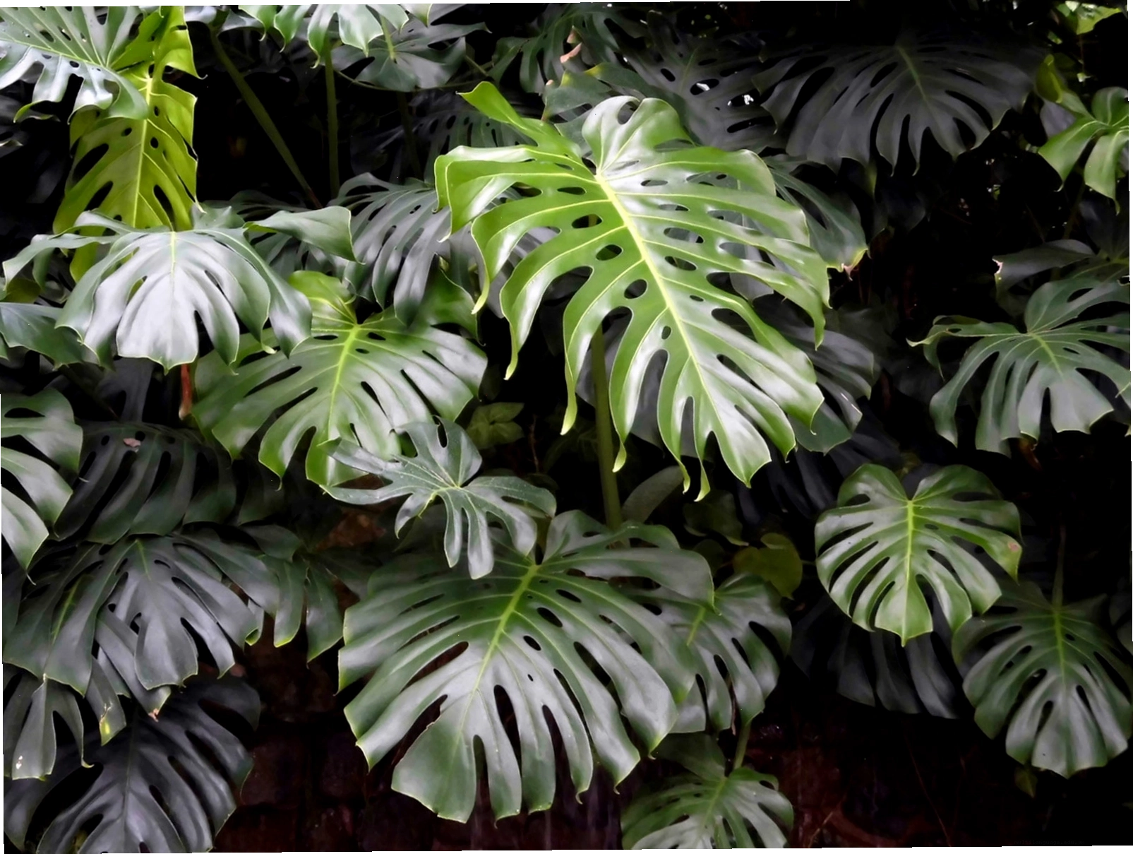Lá monstera nổi bật với các khe xẻ độc đáo, tạo điểm nhấn hiện đại cho bình hoa.
