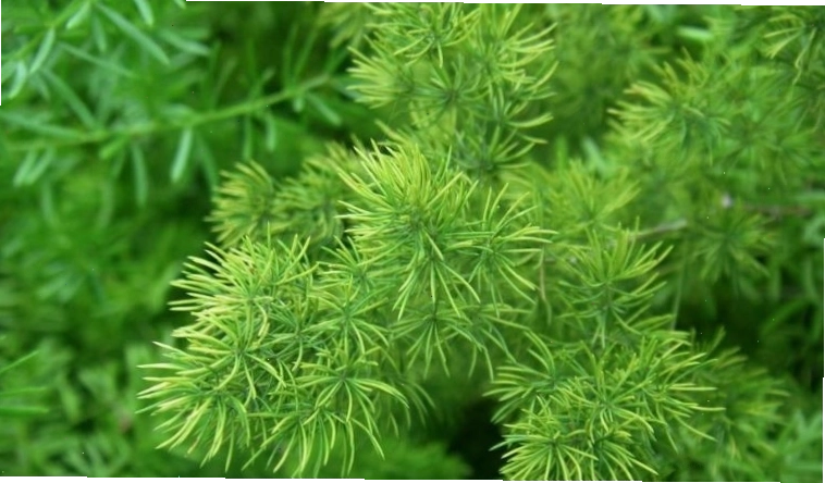 Lá thiên môn nhỏ nhắn, tạo điểm nhấn nhẹ nhàng cho bình hoa.
