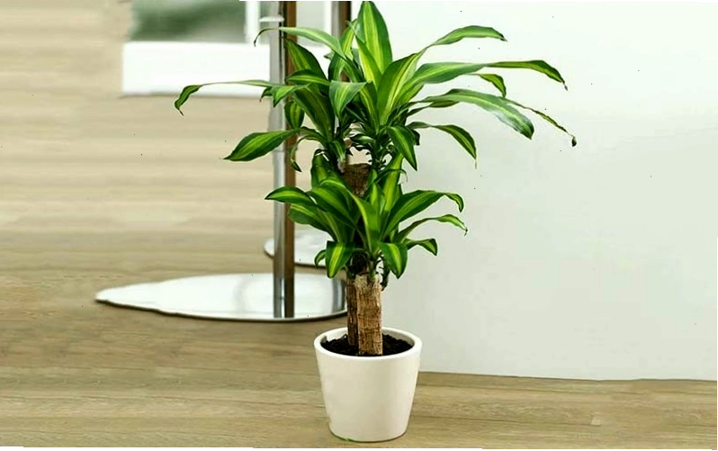 Lá thiết mộc lan mang đến sự sang trọng và kết cấu vững chắc cho bình hoa.
