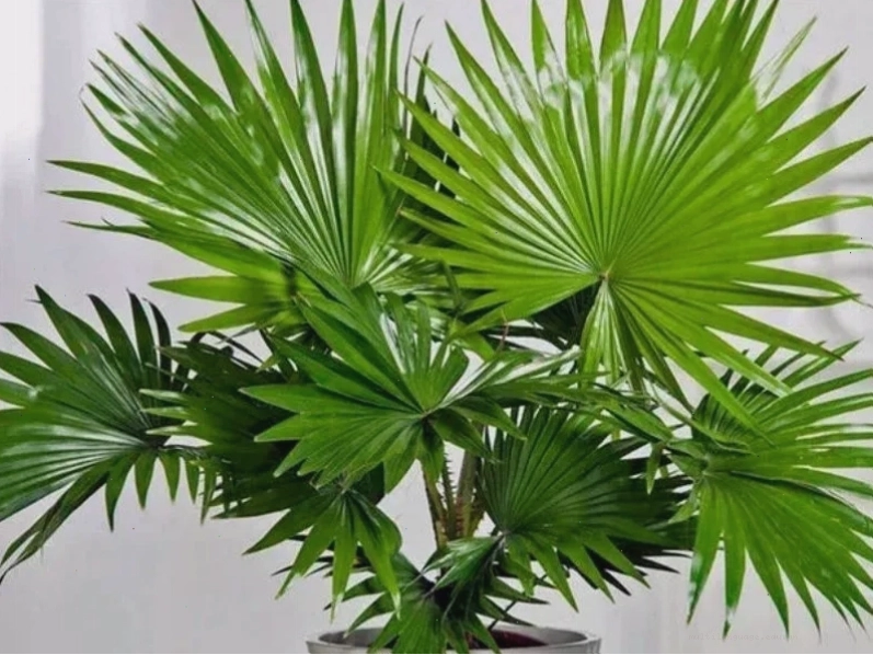 Lá thiết mộc lan, một lựa chọn sang trọng cho cắm hoa.