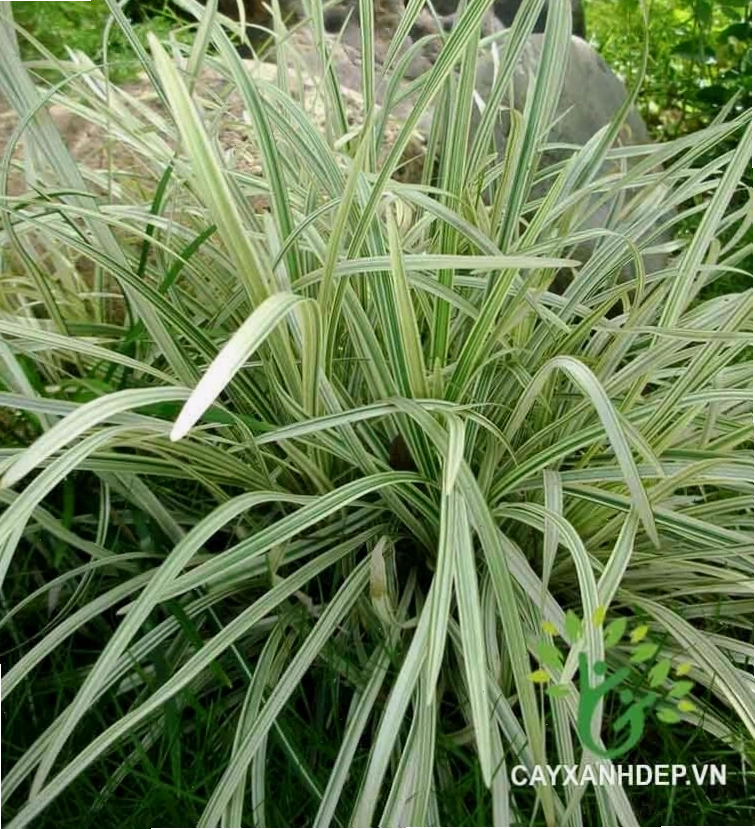 Lan Chi Trắng với hoa tinh tế