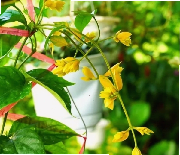 Lan Hoàng Dương - loại cây leo được yêu thích