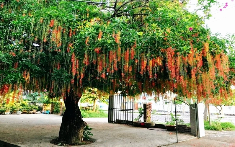 Lộc vừng đỏ với những chùm hoa đỏ rực rỡ, thu hút ánh nhìn