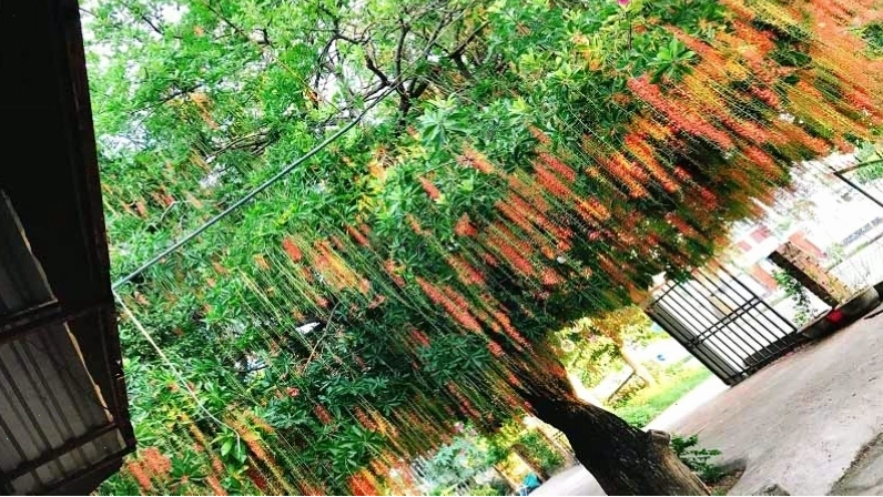 Lộc vừng là cây thân gỗ, chắc khỏe với tán lá xanh tươi