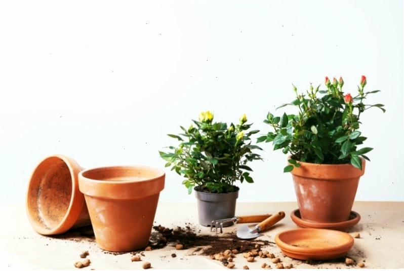 Lựa chọn chậu phù hợp cho hoa hồng là một trong những yếu tố quan trọng