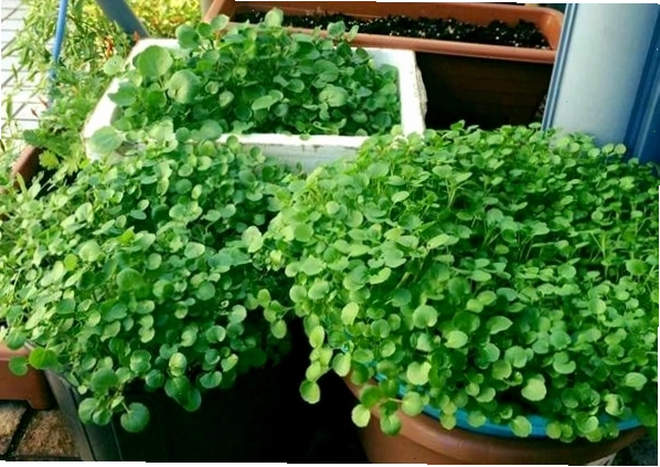 Luống cải xoong xanh mơn mởn trên mặt đất