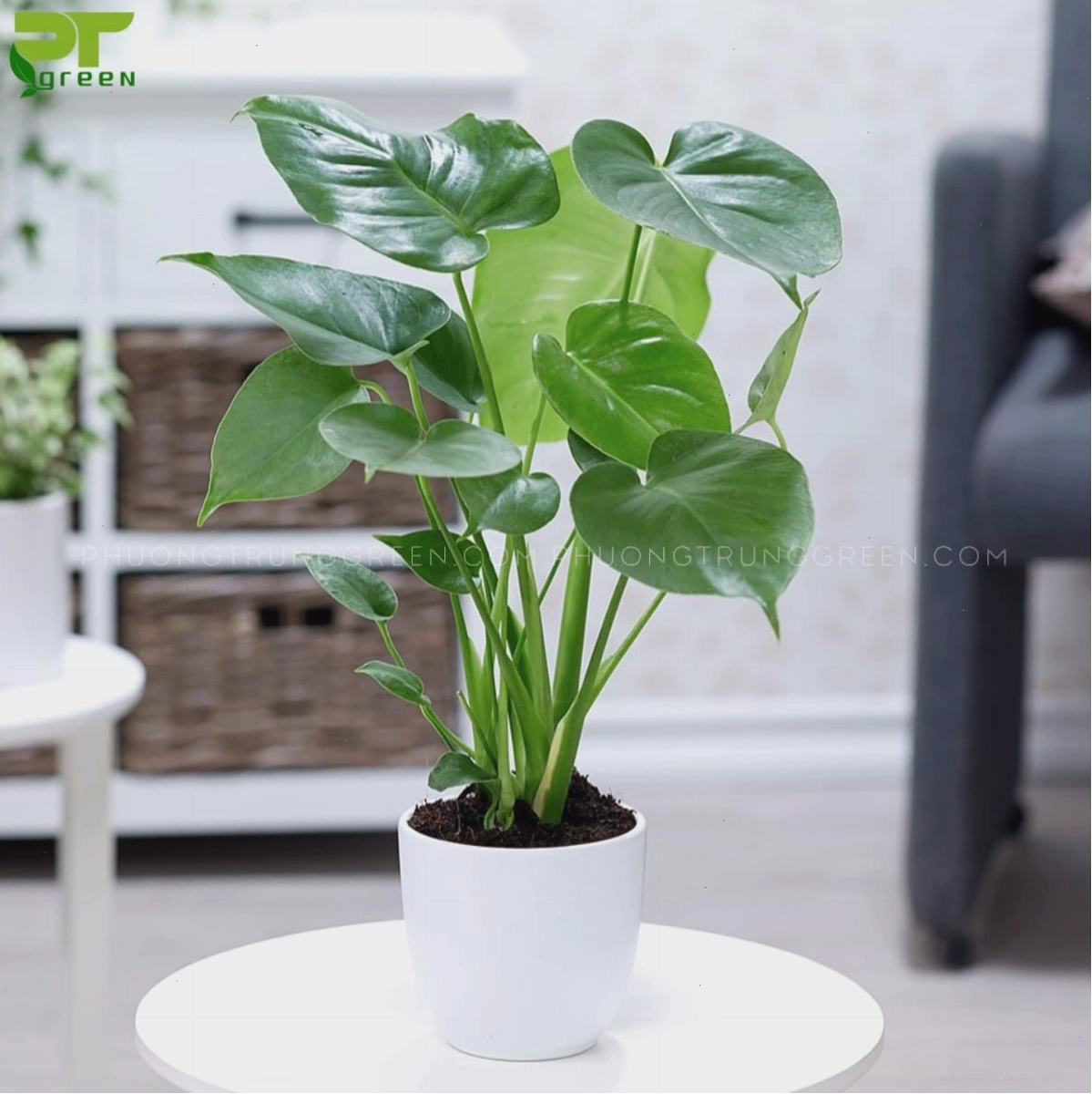 Lưu ý về độc tính của cây tai phật và cách xử lý an toàn