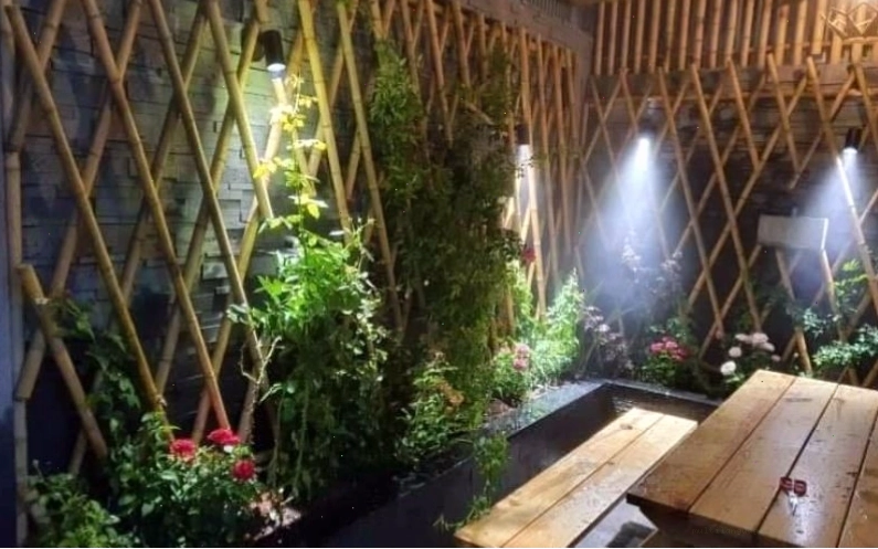Lý do cây le rừng được ưa chuộng và ứng dụng trong đời sống