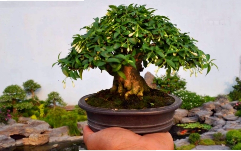 Mai Chiếu Thủy với hoa trắng tinh khôi