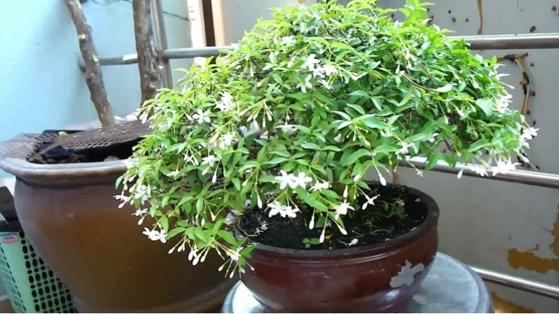 Mai Chiếu Thủy với vẻ đẹp thanh nhã