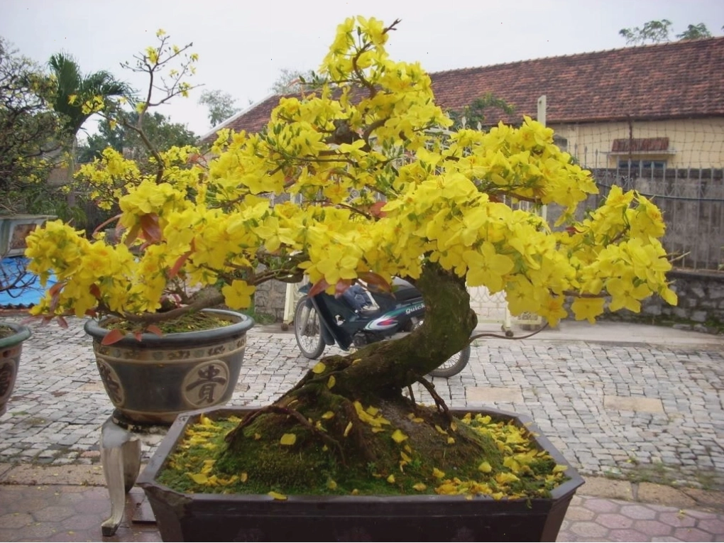 Mai được uốn đúng kỹ thuật với dáng cân đối và thẩm mỹ cao