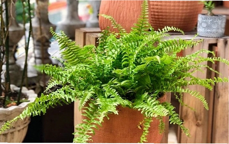 Màu xanh lá cây là biểu tượng của mùa xuân, là màu của sự sống và là biểu tượng của hòa bình