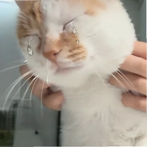 me me khóc với biểu cảm đáng yêu