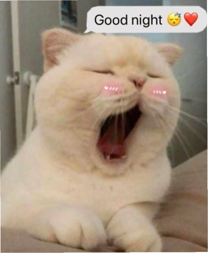 Meme chú chó với ánh mắt ngái ngủ