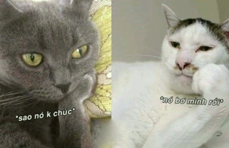 Meme chú mèo đang ngủ gật dễ thương