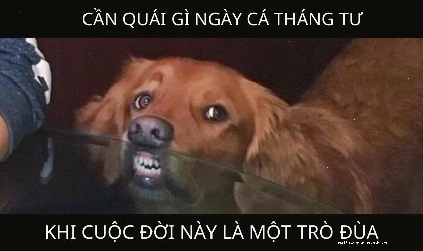 Meme con chó hài hước đi kèm caption thú vị