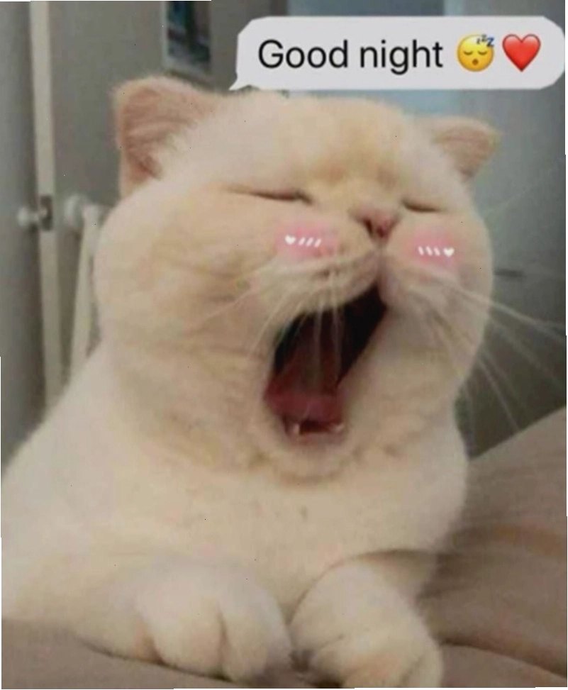 Meme dễ thương với chú mèo đang ngủ gật