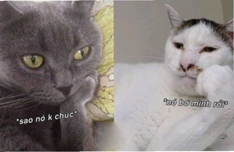 Meme dễ thương với hình ảnh động vật đang lim dim ngủ