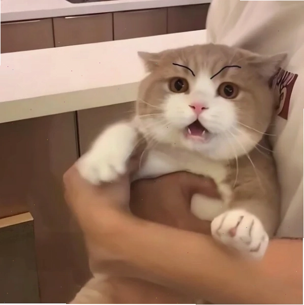 Meme dỗi cute với khuôn mặt tròn xoe và đôi mắt long lanh