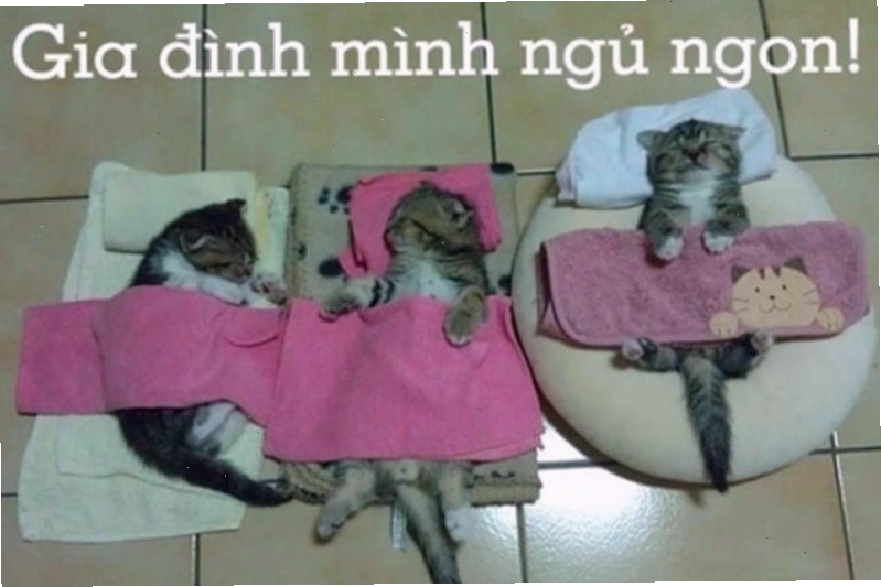 Meme động vật dễ thương với biểu cảm buồn ngủ