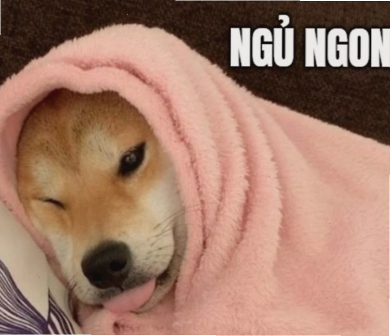 Meme động vật thể hiện biểu cảm buồn ngủ đáng yêu