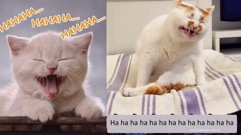 Meme giải trí đơn giản
