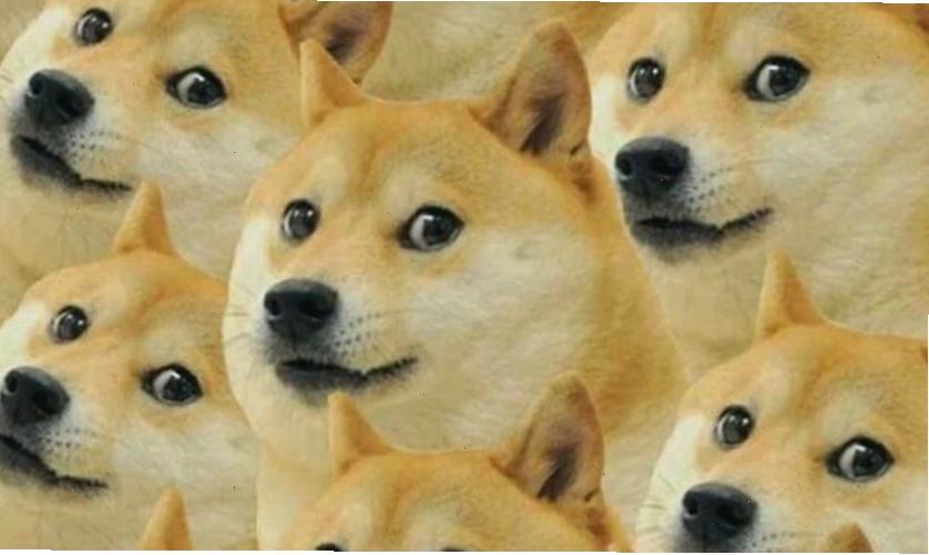 Meme hài hước về chú chó với biểu cảm dễ thương