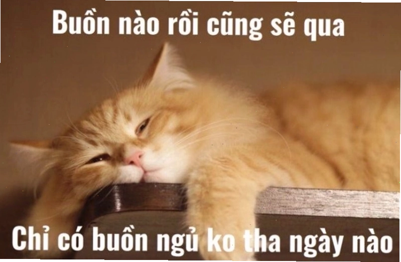 Meme hài hước về giấc ngủ