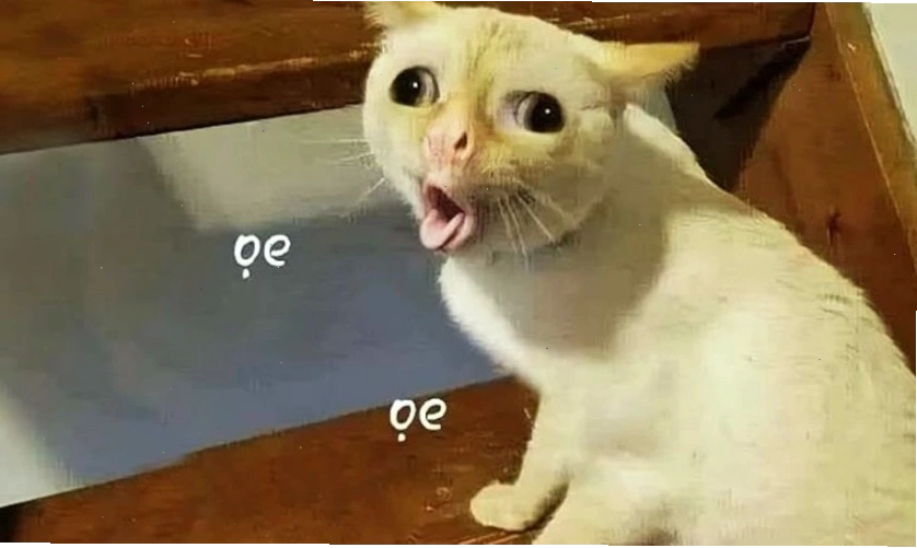 Meme hài hước, vui nhộn về chú mèo tinh nghịch