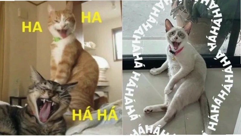 Meme học đường