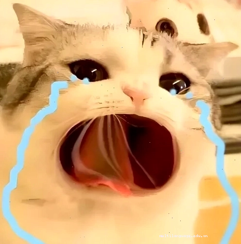 meme khóc thể hiện cảm xúc buồn bã