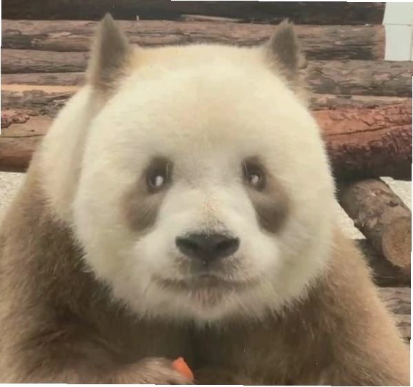 Meme mặt phán xét vui nhộn