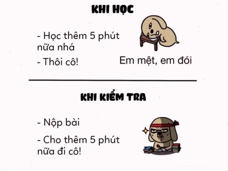 Meme mèo 5 phút khi học và khi kiểm tra