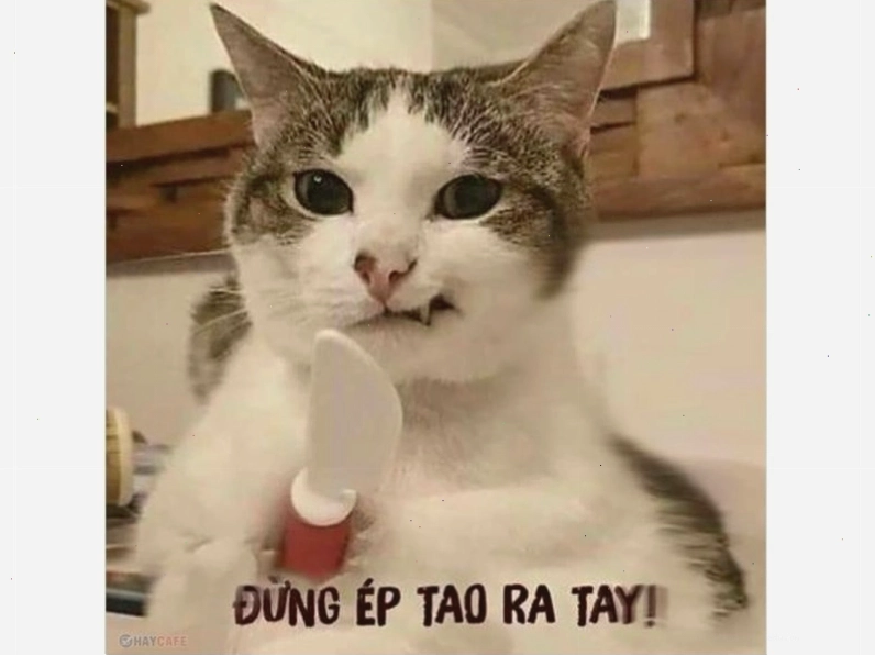 Meme mèo biểu cảm hài hước khi bị làm phiền