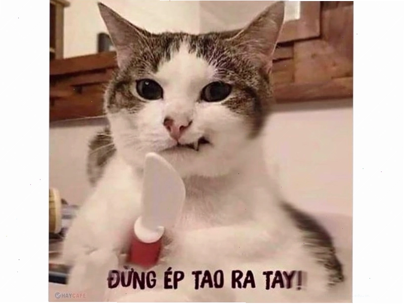 Meme mèo cười ngượng gạo